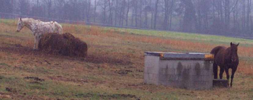 Horses Near Well