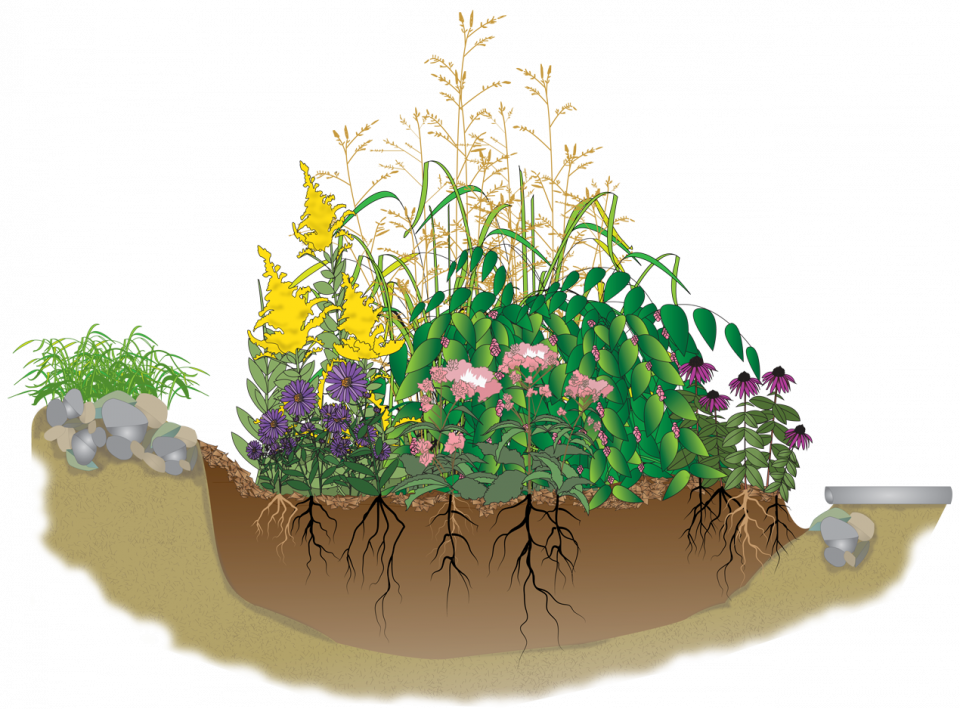 Rain Garden Graphic